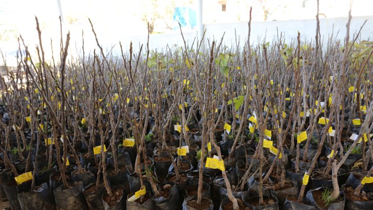 15 bin adet incir toprakla buluşacak