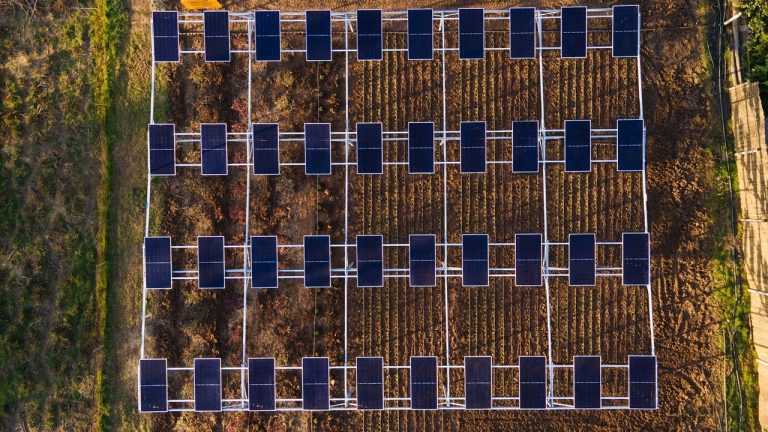 Enerjisa agrovoltaik projesini hayata geçiriyor