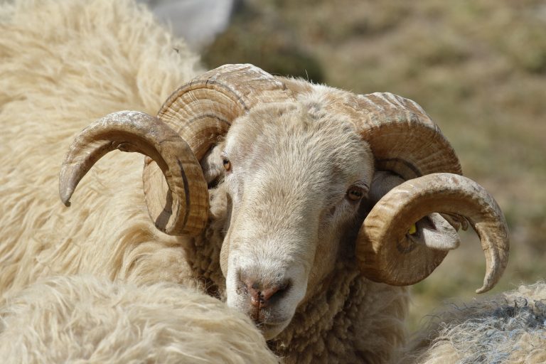 Kurban fiyatları el yakıyor