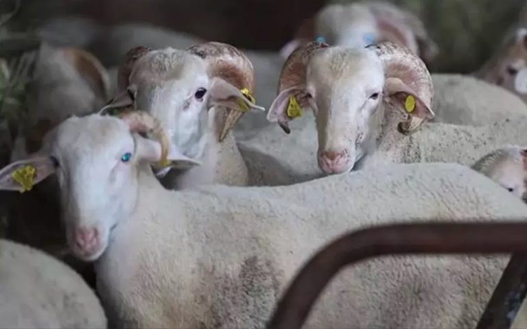 CarrefourSa kurbanlık fiyatlarını açıkladı