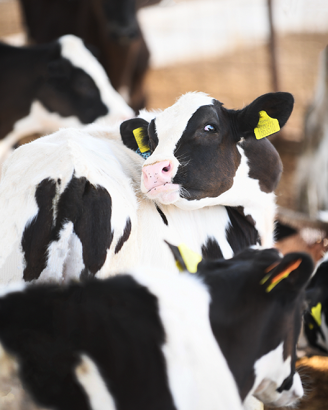 Hedef 40 milyon dolar ihracat