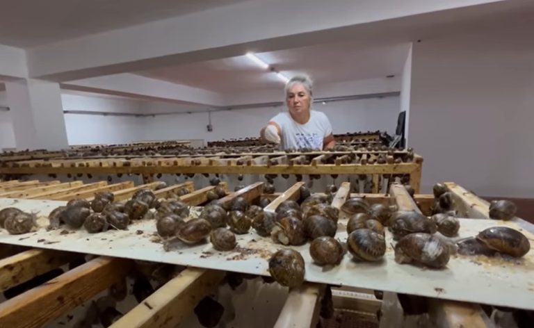 Türkiye’de bir salyangoz fabrikası kurmak…