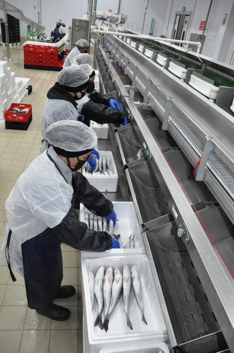 Çamlı Yem Besicilik,  yeni yatırımıyla 55 milyon balık işleyecek