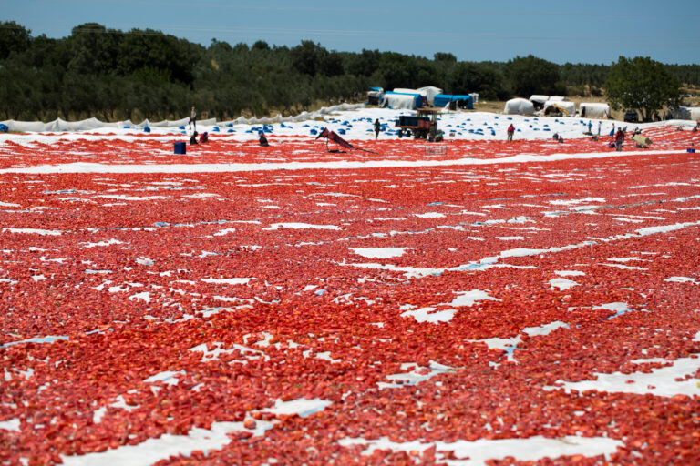 Türkiye kuru domates ihracatında dünya ikincisi oldu